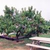 HardiRed Nectarine #3 - Image 2